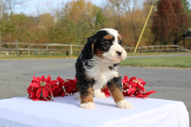 puppy, for, sale, Mini Bernedoodle F2, Matthew B. Stoltzfus, dog, breeder, Gap, PA, dog-breeder, puppy-for-sale, forsale, nearby, find, puppyfind, locator, puppylocator, aca